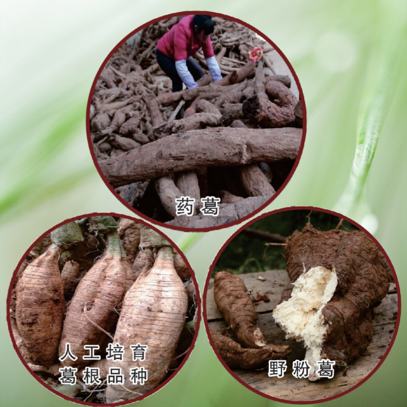 1757322491256885.png 葛根的分布_副本.png