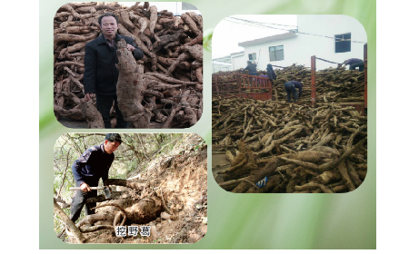 一勺野生葛根粉里的「古今對(duì)話」，從古籍記載到現(xiàn)代餐桌的清涼傳承