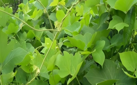 深山葛根致少年：深根細(xì)作必光芒