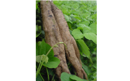 吃了這么多年的野生葛根粉，你吃對了嗎？