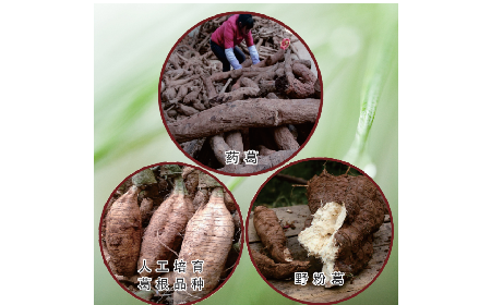 買葛粉是買野生的好？還是野生有機(jī)的好？