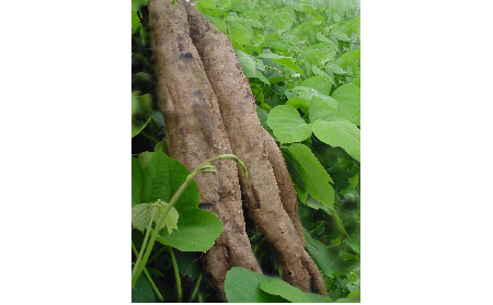正宗的野生葛根粉，本質(zhì)是淀粉嗎？探秘千年本草中的自然饋贈