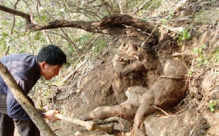 深山藏珍，二月風(fēng)正在大量收購寒冬野生葛根